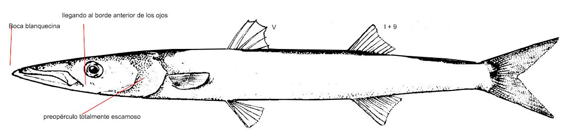 Sphyraena sphyraena_01.jpg